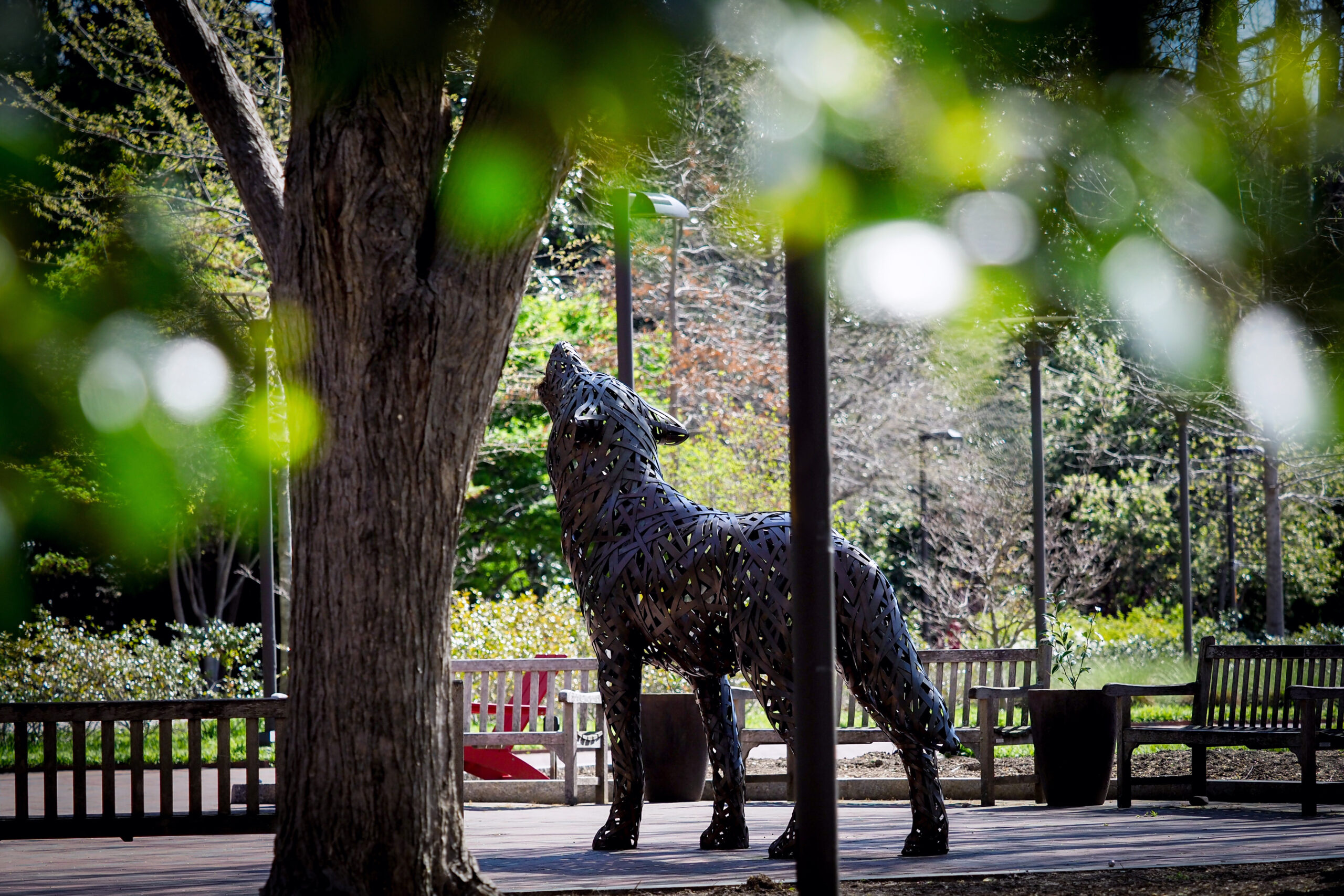 Wolf Plaza in the spring. Photo by Becky Kirkland.